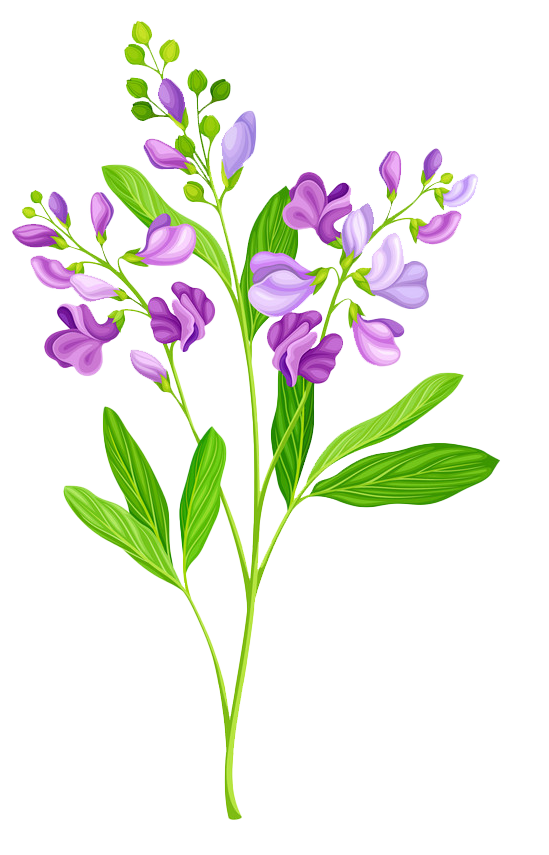 alfalfa.png