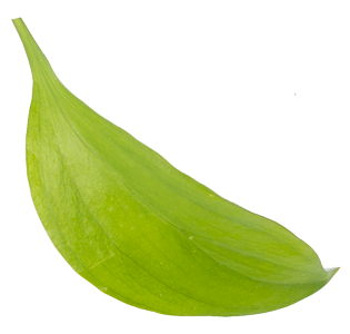 leaf01.png