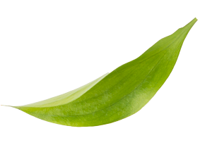 leaf04.png