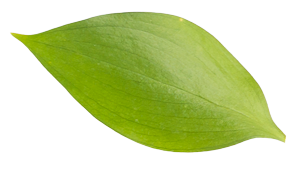leaf07.png